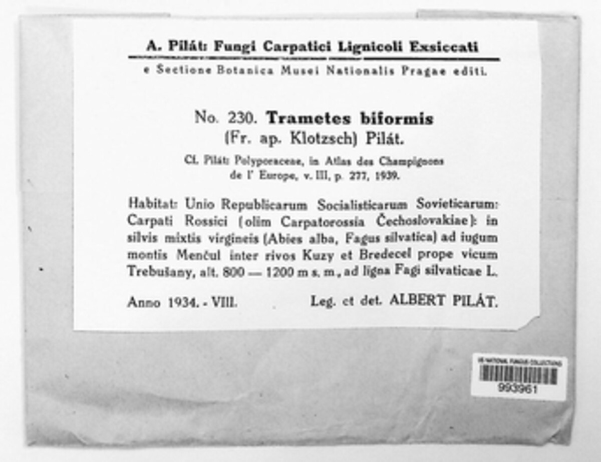 Trichaptum biforme image